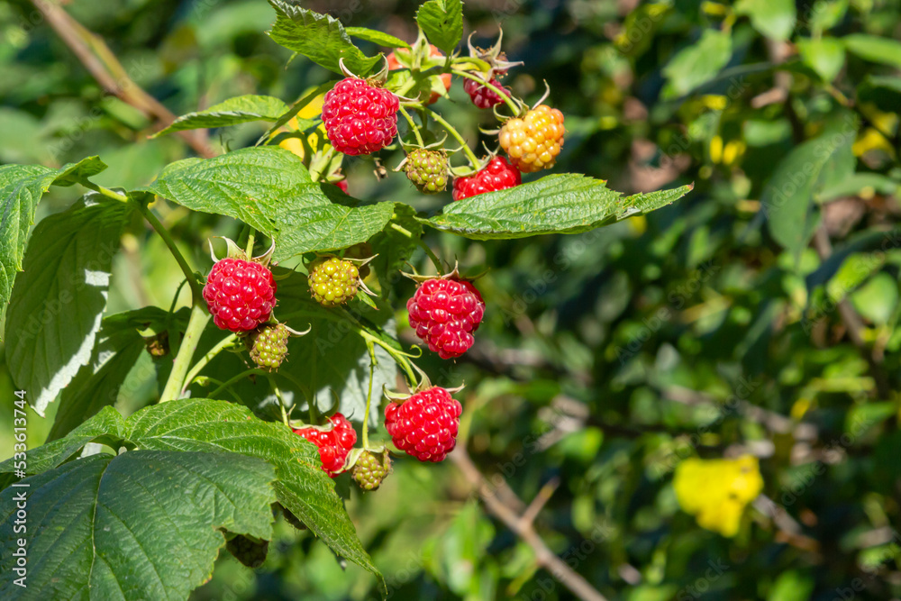 Fruits of raspberry and green leaves on a bush branch Fruits of raspberry and green leaves on a bush branch