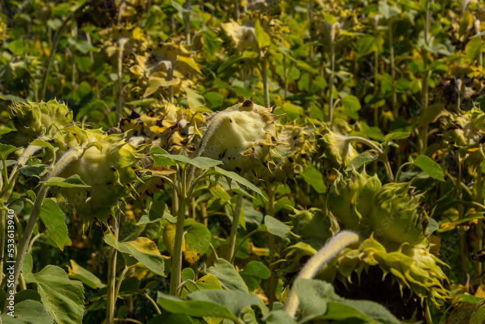 Fototapeta premium Sunflower heads drooping full of seeds to be harvest at the end of the growing season on a farm field in autumn