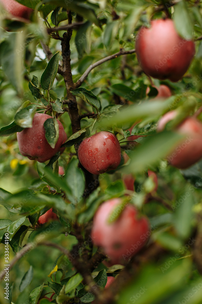 Red apples hang on apple trees in the garden Red apples hang on apple trees in the garden