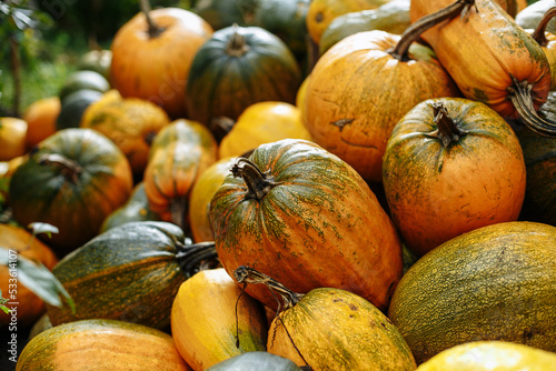 Yellow and green pumpkins are gathered in a big pile in the garden