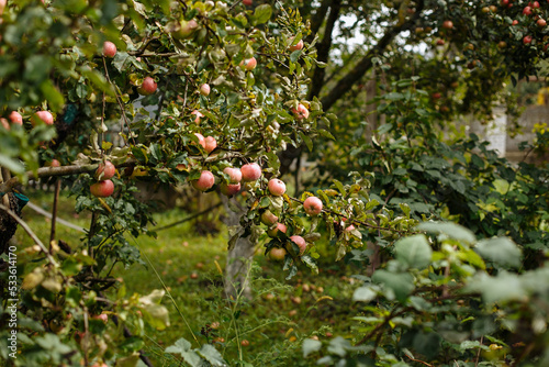 Red apples hang on apple trees in the garden