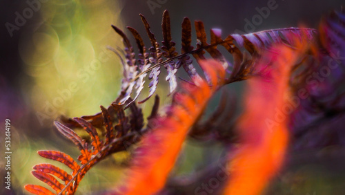 Macro de feuilles de foug  re sauvages  aux teintes orang  es  mises en valeur par la lumi  re du soleil couchant