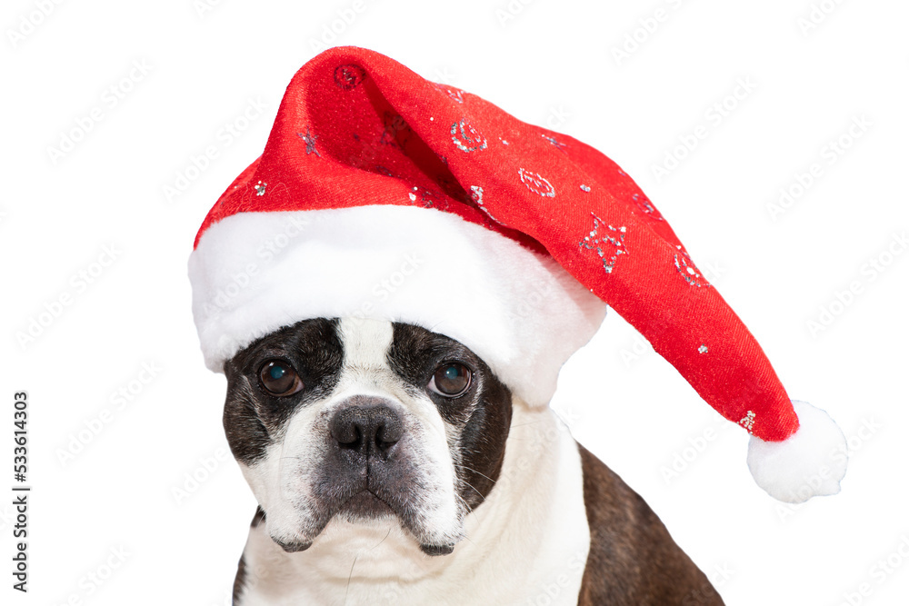 Boston Terrier Hund mit Weihnachtsmütze Boston Terrier Hund mit Weihnachtsmütze