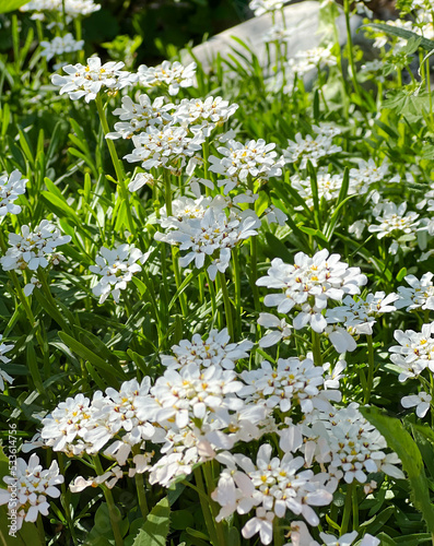White flowers of the evergreen candytuft. Iberis sempervirens. White flowers in summer garden.