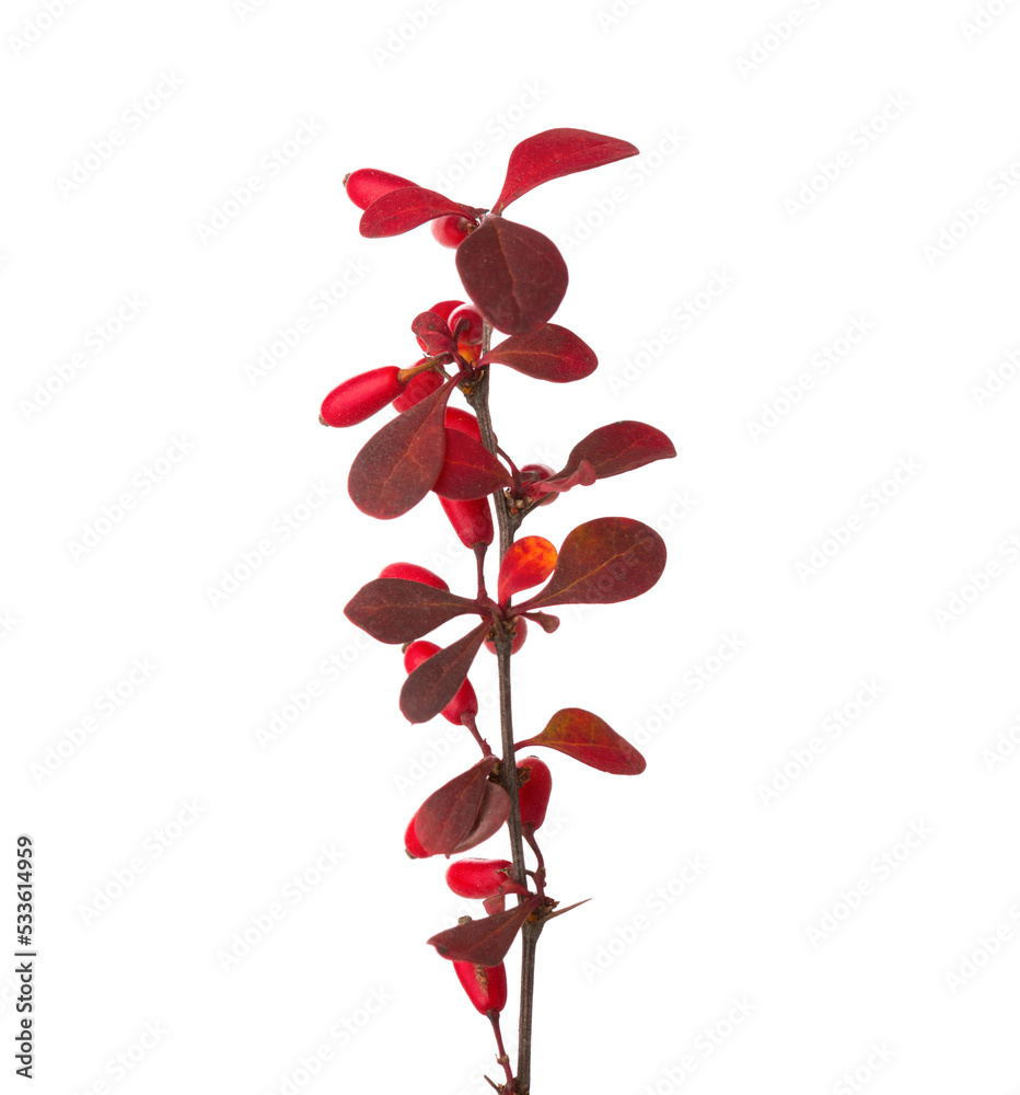 Small twig Berberis Thunbergii (Red Barberry) with autumn leaves and red berries of isolated on white background. Selective focus.