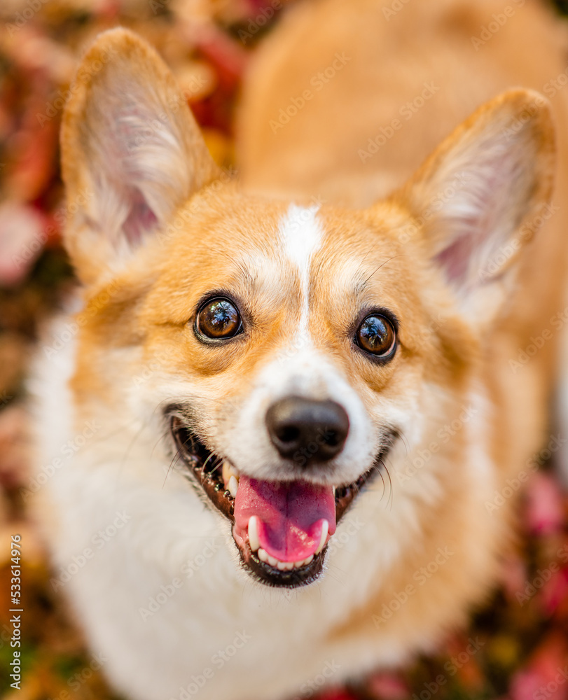 Happy Corgi puppy sitts at autumn park and looks up at camera Happy Corgi puppy sitts at autumn park and looks up at camera