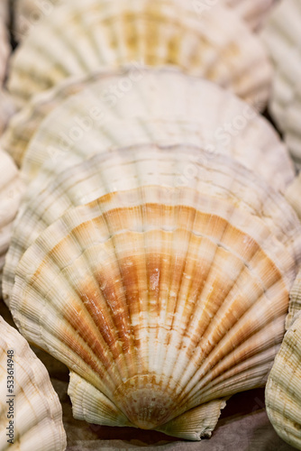 Detail macro scallop shell in the market of Vigo (Spain)