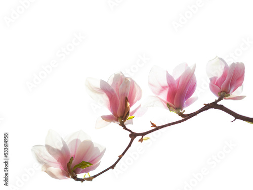 Branch with beautiful light pink Magnolia flowers isolated on white background.
