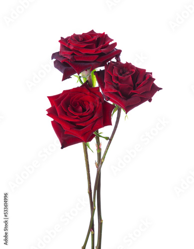 Obraz na płótnie Three dark red Roses isolated on white background. Selective focus w salonie