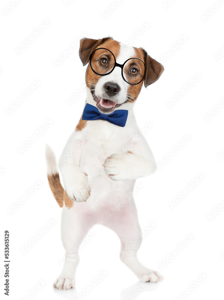  Smart Jack russell terrier puppy wearing  tie bow and eyeglasses looks at camera. isolated on white background