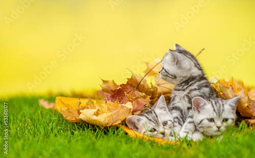 Fototapeta Naklejka Na Ścianę i Meble -  Group of cats lying together on  green grass under autumn leaf. Empty space for text