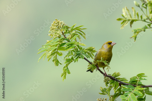Photography European Greenfinch (Chloris chloris)