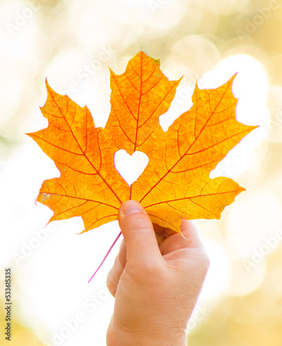 Woman holds dry golden autumn leaf with hole heart shape. Ray of the sun breaks through a heart cut out in a leaf. Yellow Autumn leaf of sunset sunlight with a cut out heart. Autumn season