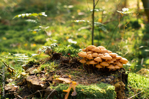 Mushrooms on the stump. Mushrooms in the autumn forest. Sunny day.