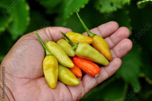 Yellow and red cayenne pepper in the palm of the hand