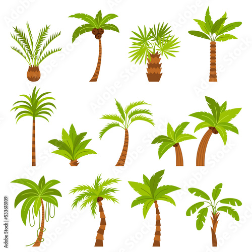 Set of different palm tree elements. Collection of tropical plants with green leaves top and trunks