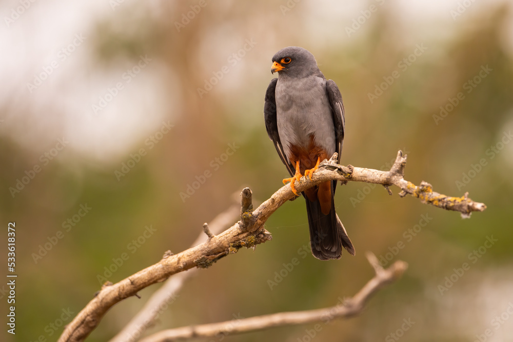 Red-footed falcon, falco vespertinus, sitting on branch with green blurred background. Raptor resting in treetop and looking aside with copy space. Animal wildlife in summer nature. Red-footed falcon, falco vespertinus, sitting on branch with green blurred background. Raptor resting in treetop and looking aside with copy space. Animal wildlife in summer nature.