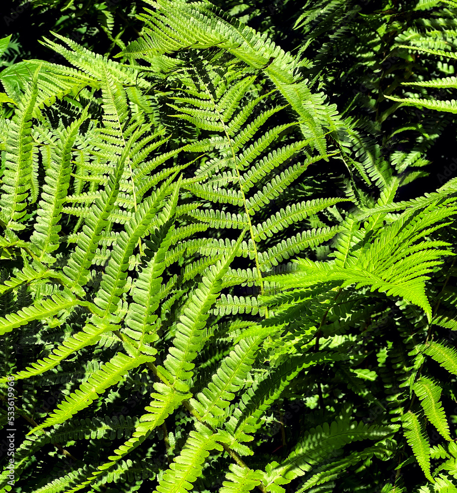 Fern leaves or Polypodiopsida or Polypodiophyta plant in sunlight. Fern leaves or Polypodiopsida or Polypodiophyta plant in sunlight.