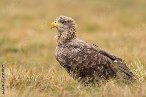 White-tailed eagle, haliaeetus albicilla, sitting on dry meadow in autumn. Bird of prey resting on gorund in fall. Feathered predator looking on yellow field.