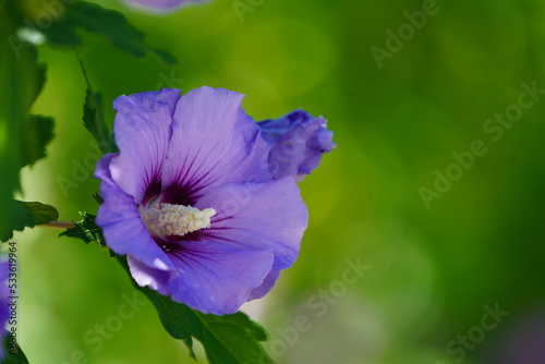 Blossom of the rose mallow. Hibiscus plant close-up. Purple flower against a green background.