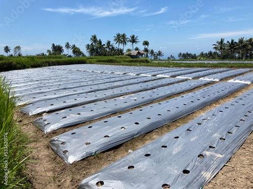 Agricultural Plastic Sheet known as Mulching Sheet so that the plants in it are planted neatly