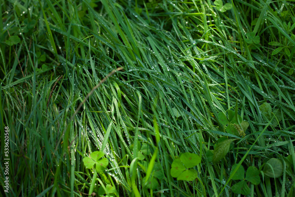 green grass with water background