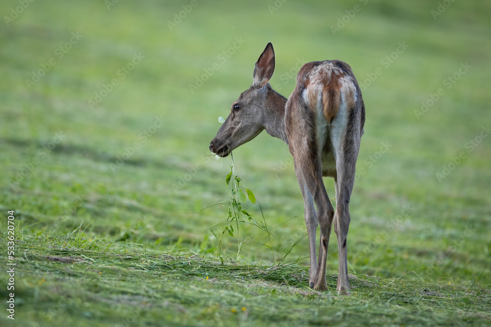 Red deer, cervus elaphus, grazing on cut grassland in summer nature. Female mammal feeding on green meadow in summertime. Hind eating greenery on pasture form back.