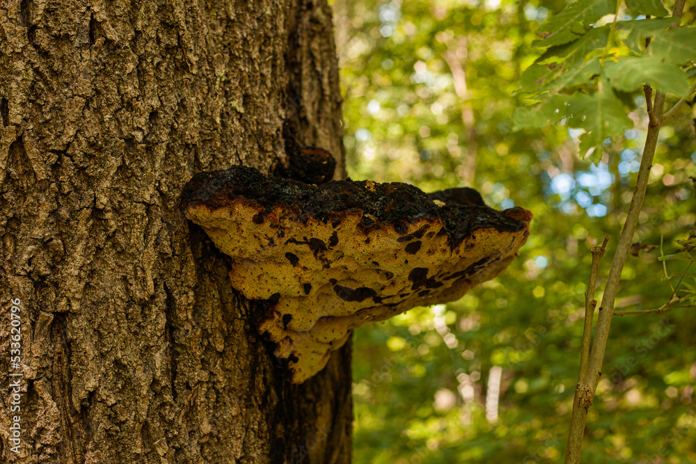 Fototapeta premium huge mushroom growing on a tree