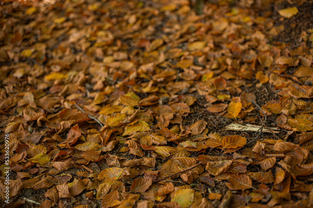 autumn leaves background