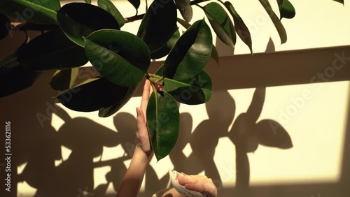 Close-up of a woman's hand caring for a home ficus plant under sunlight. Care and treatment with green leaves of home flowers. Home hobby gardening concept. Slow motion