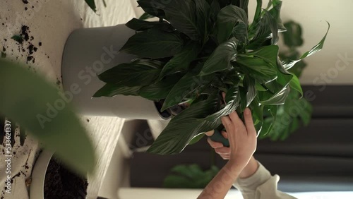 Faceless. Closeup. Woman gardener potting Spathiphyllum plant and Repotting pot for house plant . Plants care. Growing flowers in modern room at home. Home gardening . Vertical shoot. Slow motion