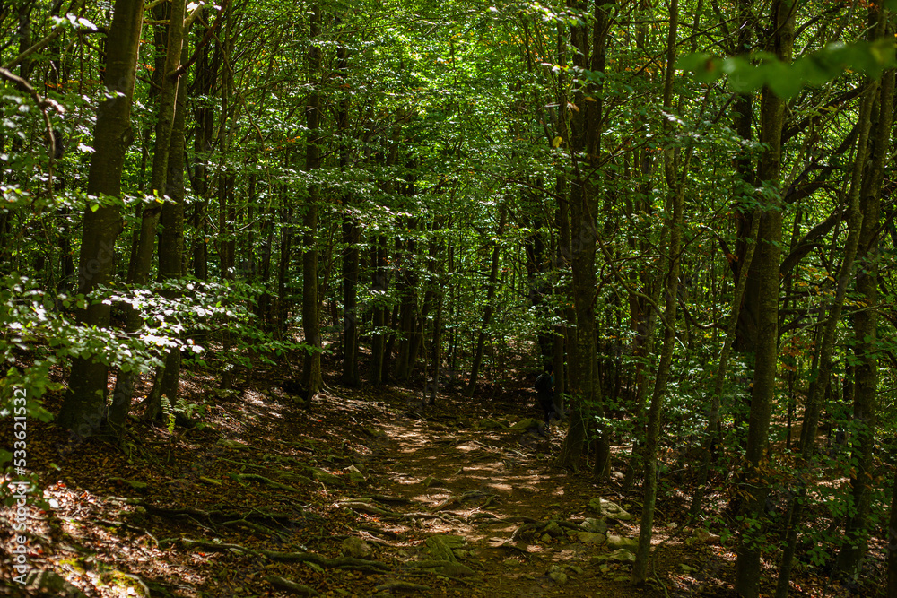 Fototapeta premium footpath in the woods