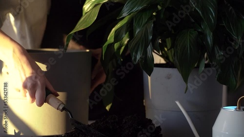 Faceless. Close up of young female gardener's hands potting, replants and transplanting Spathiphyllum plant in new pot basket. Plants care. Growing flowers in modern room. Home gardening. Slow motion