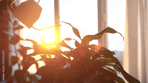 Female hands holding can watering green plants in pots, taking care, pouring flowers in modern room at home, silhouette in the sunlight glare of the sun at sunset. Home gardening concept. Slow motion