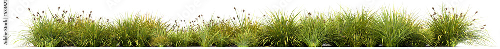 grass line 1 fresh