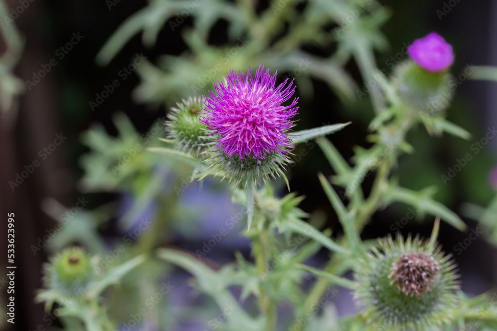 Flower of thistle on a dark blurred background, close-up Flower of thistle on a dark blurred background, close-up
