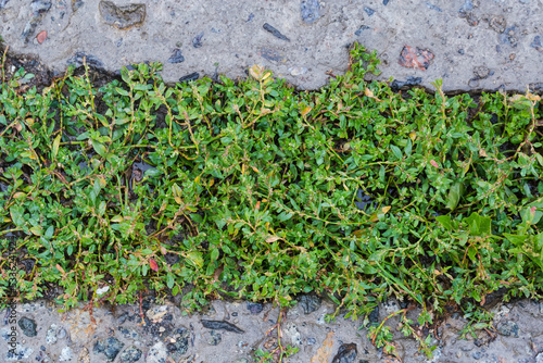 Wet knotgrass growing on ground strip among the concrete patches photo