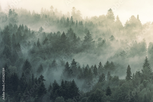 Fototapeta Naklejka Na Ścianę i Meble -  Beautiful wallpaper forest with mist and fog in the dark