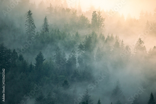 Misty landscape with foggy forest wallpaper © leszekglasner