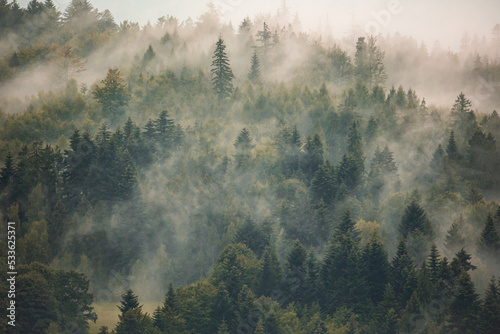 Fototapeta Naklejka Na Ścianę i Meble -  Misty landscape with foggy forest wallpaper