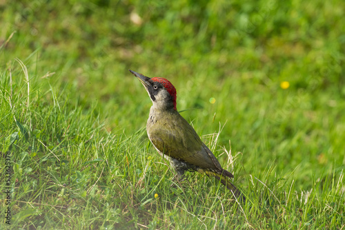 European green woodpecker (Picus viridis) photo