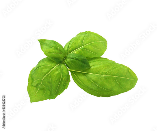feuilles de basilic grand vert isolées photo