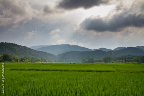 rice fields after the storm