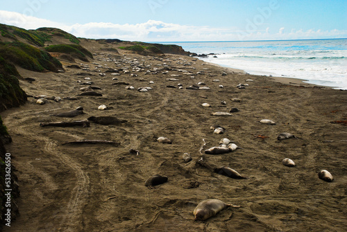 The View point of the Elephant Seals on the Piedra Blancas beaches photo