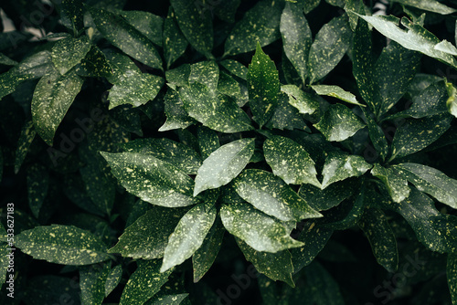 Fotografiet Aucuba japonica or japanese laurel spotted leaves pattern background