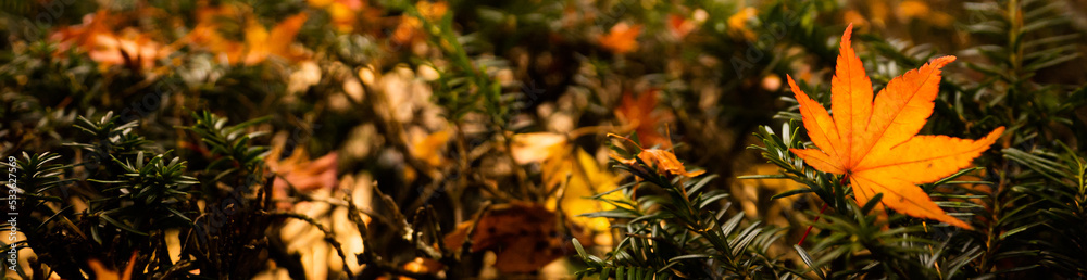 Beautiful autumn landscape.Colorful foliage in autumn.Falling maple leaf seasons.Maple leaves turn yellow, orange, red in autumn. Beautiful autumn landscape.Colorful foliage in autumn.Falling maple leaf seasons.Maple leaves turn yellow, orange, red in autumn.