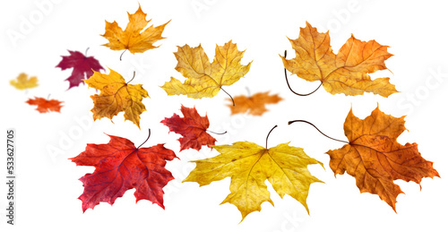 Fototapeta Colorful autumn maple leaves flying and falling isolated