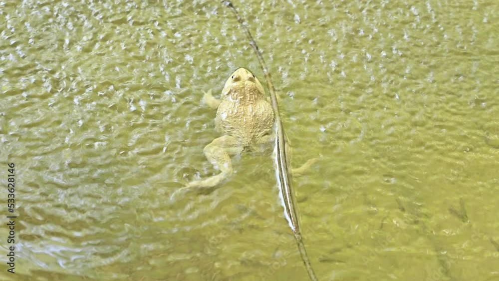 A golden big toad living in fish hatchery. Toads are amphibians. They