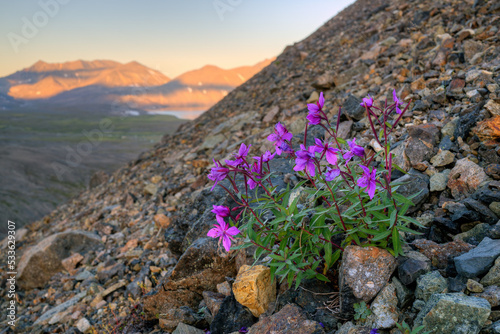 Summer mountain Arctic landscape. Dwarf fireweed (Chamerion latifolium) on a hillside. Beautiful wild flowers. Tundra wildflowers and plants. The nature of Chukotka and polar Siberia. Far North Russia photo