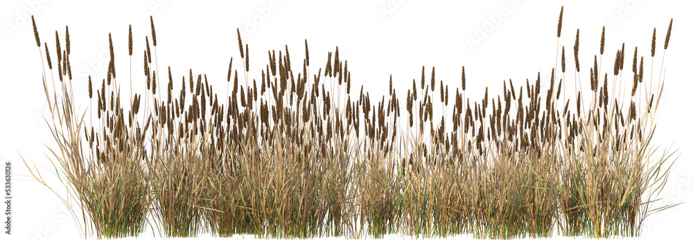 grass line 3 dry